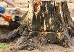 stump removal canberra